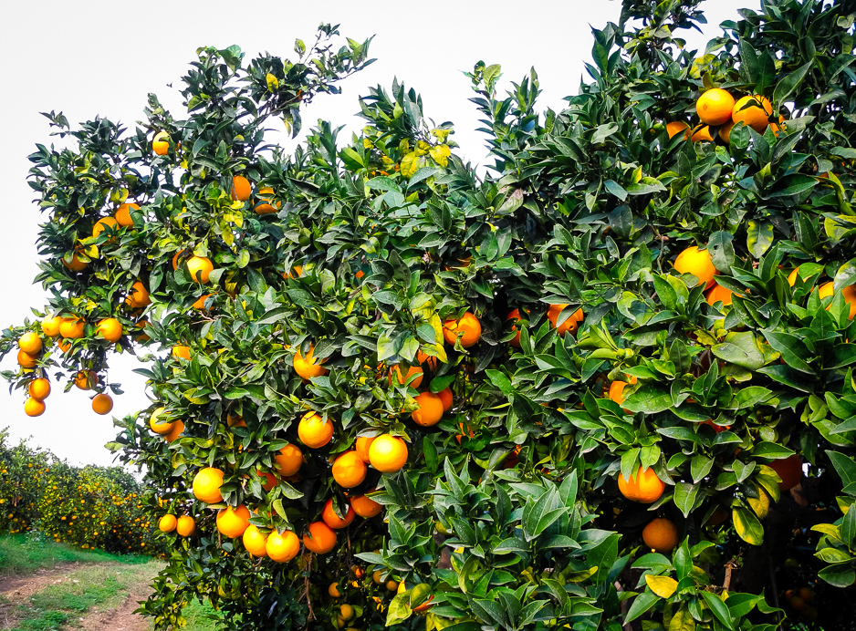 Orangenplantage-2