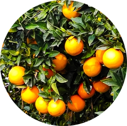 Bio-Orangen-Militello
